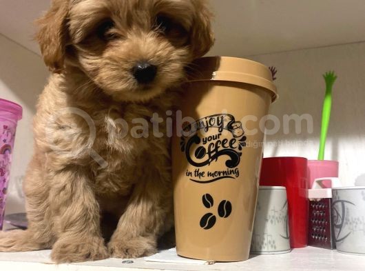 Sahibinden Maltipoo Yavrular