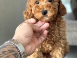 Red Toy Poodle Bebekler