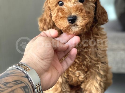 Red Toy Poodle Bebekler görsel