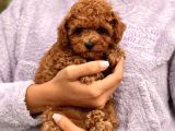 Red Brown Toy Poodle Bebeklerimiz