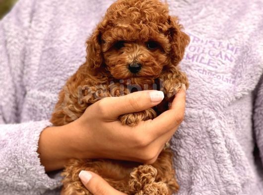 Red Brown Toy Poodle Bebeklerimiz görsel