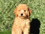 Apricot Sevimli Toy Poodle Bebeklerimiz