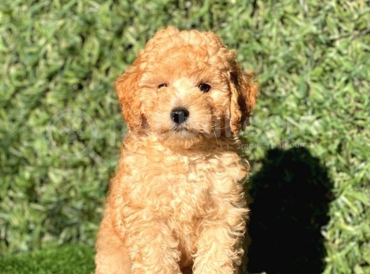 Apricot Sevimli Toy Poodle Bebeklerimiz görsel