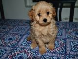 Maltipoo Yavrular
