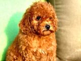 Toy Poodle Yavrular
