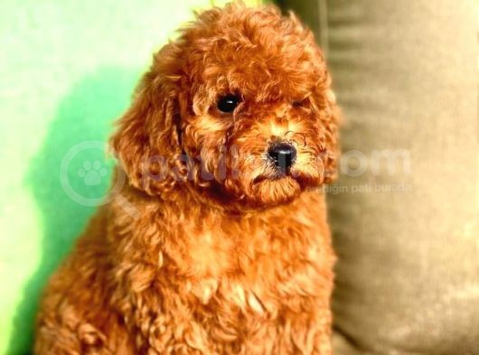Toy Poodle Yavrular görsel