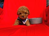 Safkan Toy Poodle Yavrularımız