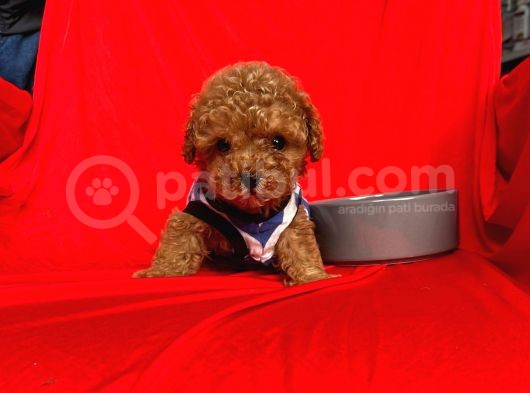 Safkan Toy Poodle Yavrularımız görsel