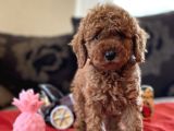 Bebek Surat Toy Poodle Yavrular