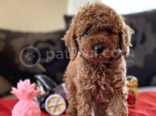 Bebek Surat Toy Poodle Yavrular