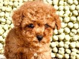 Birbirinden Güzel Toy Poodle