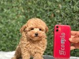 Safkan Toy Poodle Bebekler