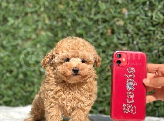 Safkan Toy Poodle Bebekler görsel
