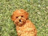 Pofi̇di̇k Toy Poodle Yavrumuz