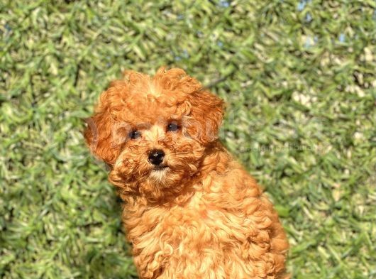 Pofi̇di̇k Toy Poodle Yavrumuz görsel