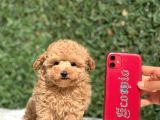 Safkan Toy Poodle Bebekler