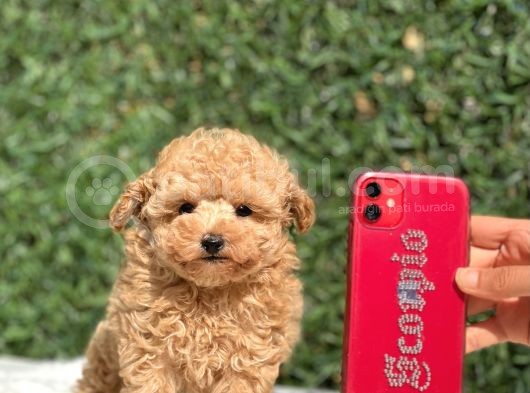 Safkan Toy Poodle Bebekler görsel