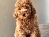 Red Toy Poodle Bebekler