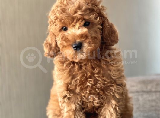Red Toy Poodle Bebekler görsel