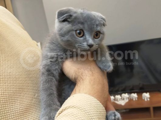 2.5 Aylik  Di̇şi̇ Fold Ve Erkek British Silver Yavrumuz görsel