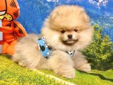 Orjinal Pomeranian Boo Yavrularımız