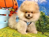 Orjinal Pomeranian Boo Yavrularımız