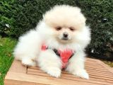 Teddy Face Pomeranian Boo Yavrularımız