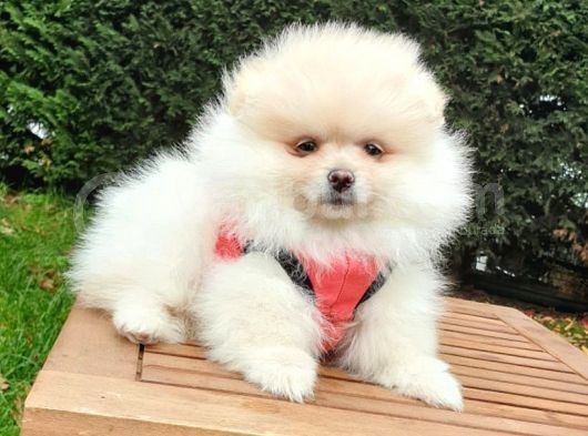 Teddy Face Pomeranian Boo Yavrularımız görsel