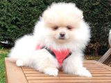 Teddy Face Pomeranian Boo Yavrularımız