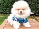 Pomeranian Boo Teddy Bear Yavrular