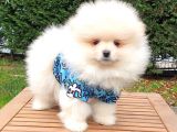 Pomeranian Boo Teddy Bear Yavrular
