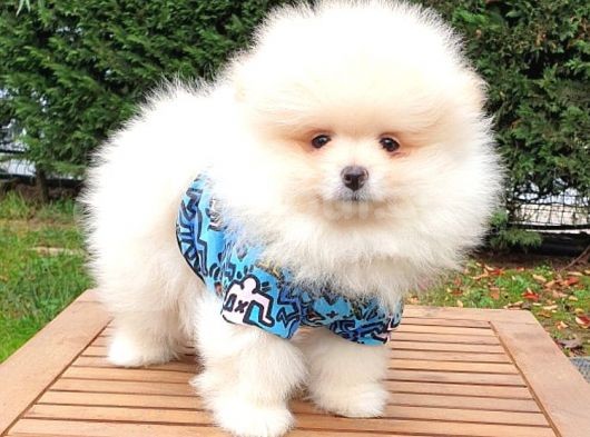 Pomeranian Boo Teddy Bear Yavrular görsel