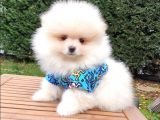 Pomeranian Boo Teddy Bear Yavrular