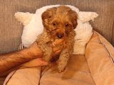 Maltipoo Yavrularımız