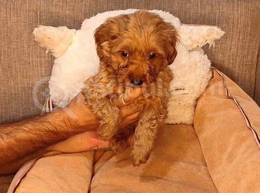 Maltipoo Yavrularımız görsel