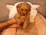 Maltipoo Yavrularımız