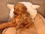 Maltipoo Yavrularımız