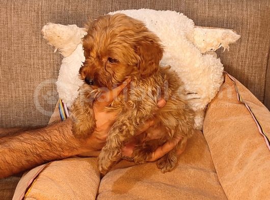Maltipoo Yavrularımız görsel
