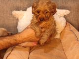 Maltipoo Yavrularımız