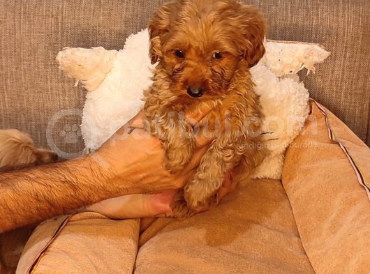 Maltipoo Yavrularımız görsel