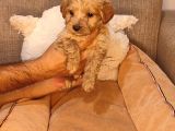 Maltipoo Yavrularımız