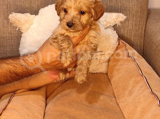 Maltipoo Yavrularımız görsel