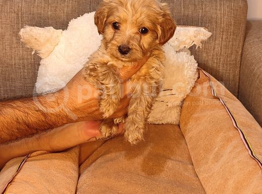 Maltipoo Yavrularımız