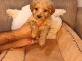 Maltipoo Yavrularımız