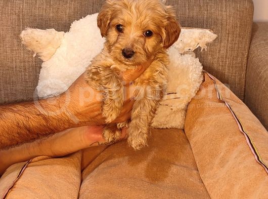 Maltipoo Yavrularımız görsel