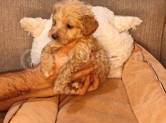 Maltipoo Yavrularımız görsel