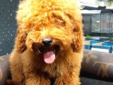Red Brown Toy Poodle Oğlumuz