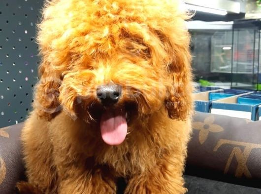 Red Brown Toy Poodle Oğlumuz görsel