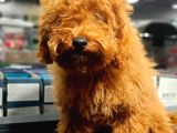Red Brown Toy Poodle Oğlumuz