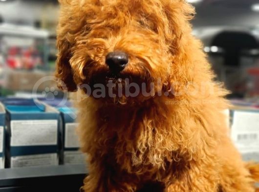 Red Brown Toy Poodle Oğlumuz görsel